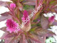 Celosia argentea L. (Celosia cristata L.)