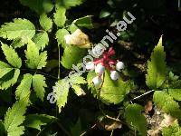 Actaea pachypoda Elliott (Actaea alba (L.) Mill., Actaea americana var. alba (L.) Pursh, Actaea spicata var. alba)