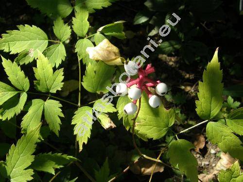 Actaea pachypoda Elliott (Actaea alba (L.) Mill., Actaea americana var. alba (L.) Pursh, Actaea spicata var. alba)