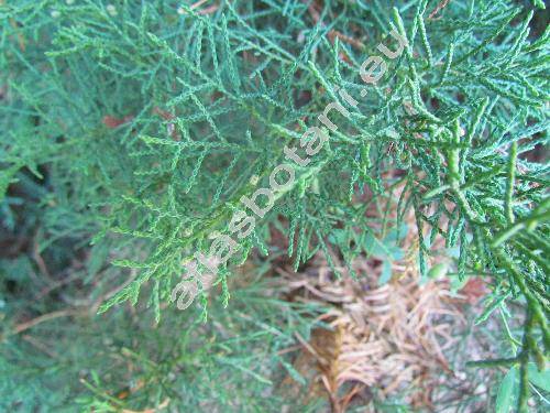 Juniperus chinensis L. (Sabina chinensis (L.) Cupress)