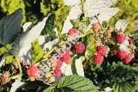 Rubus idaeus L. 'Lloyd George'
