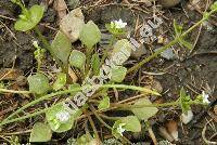 Claytonia perfoliata L. (Montia perfoliata, Limnia perfoliata)