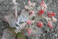 Dudleya cymosa (Dudleya cymosa (Lem.) Britt. et Rose)