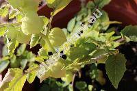 Physalis angulata L. (Physalis capsicifolia Dunal, Physalis ramosissima Mill., Boberella, Physalis lanceifolia Nees)
