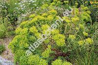 Euphorbia seguieriana Neck. (Tithymalus seguierianus (Neck.) Prokh., Euphorbia gerardiana Jacq.)