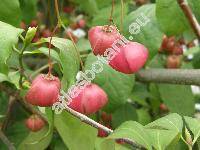 Euonymus sachalinensis (Schmidt) Maxim. (Euonymus planipes Koehne)