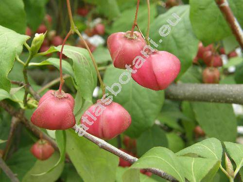 Euonymus sachalinensis (Schmidt) Maxim. (Euonymus planipes Koehne)