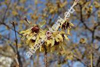 Chimonanthus praecox (Chimonanthus praecox Lindl.)