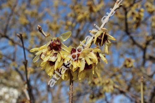 Chimonanthus praecox (Chimonanthus praecox Lindl.)