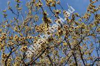 Chimonanthus praecox (Chimonanthus praecox Lindl.)