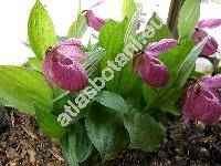 Cypripedium macranthon Sw.