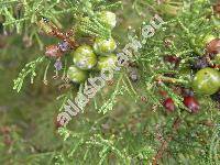 Juniperus turbinata Guss. (Juniperus phoenicea agg., Juniperus phoenicea var. turbinata (Guss.) Parl.)