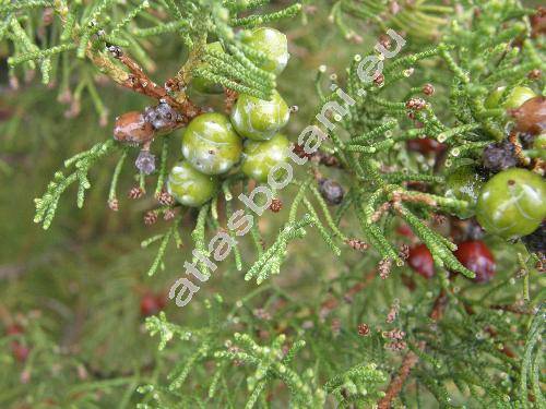 Juniperus turbinata Guss. (Juniperus phoenicea agg., Juniperus phoenicea var. turbinata (Guss.) Parl.)