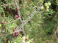 Juniperus turbinata Guss. (Juniperus phoenicea agg., Juniperus phoenicea var. turbinata (Guss.) Parl.)