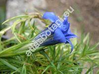 Gentiana farreri Balf. f. (Gentianodes farreri (Balf. f.) . Lve et D. Lve, Gentiana lawrencei var. farreri (Balf. f.) Ho)