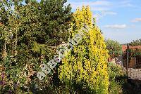 Thuja orientalis 'Aureovariegata'