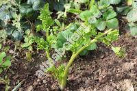 Apium graveolens var. dulce (Mill.) Pers. (Apium dulce Mill., Celeri graveolens (L.) Britt.)