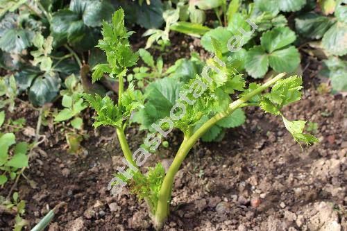 Apium graveolens var. dulce (Mill.) Pers. (Apium dulce Mill., Celeri graveolens (L.) Britt.)