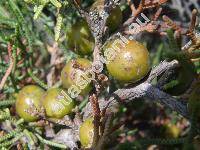 Juniperus phoenicea L.