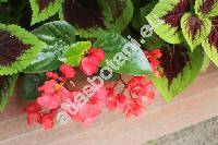 Begonia coccinea Hook. (Pritzelia)