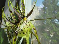 Brassia (Brassavola)