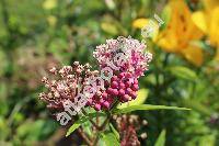 Asclepias incarnata 'Cinderella'