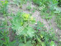 Alchemilla glaucescens Wallr. (Alchemilla montana Willd., Alchemilla minor auct., Alchemilla hybrida auct.)