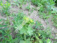 Alchemilla glaucescens Wallr. (Alchemilla montana Willd., Alchemilla minor auct., Alchemilla hybrida auct.)