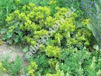Alchemilla glaucescens Wallr. (Alchemilla montana Willd., Alchemilla minor auct., Alchemilla hybrida auct.)