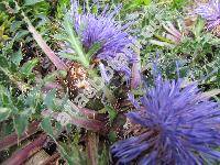 Carthamus pinnatus Desf. (Carduncellus pinnatus (Desf.) DC,. Carduncellus acaulis C. Presl)