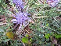 Carthamus pinnatus Desf. (Carduncellus pinnatus (Desf.) DC,. Carduncellus acaulis C. Presl)