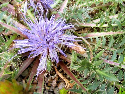 Carthamus pinnatus Desf. (Carduncellus pinnatus (Desf.) DC,. Carduncellus acaulis C. Presl)
