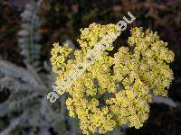 Achillea 'Moonshine' (Achillea clypeolata Sibth. et Sm.)