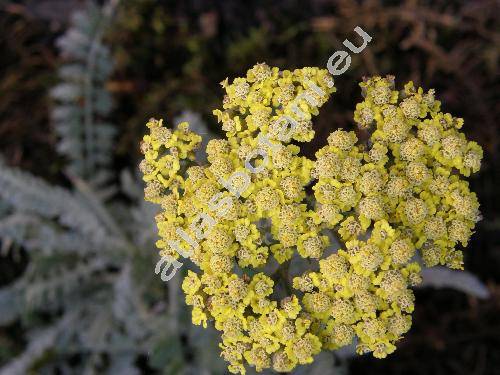 Achillea 'Moonshine' (Achillea clypeolata Sibth. et Sm.)