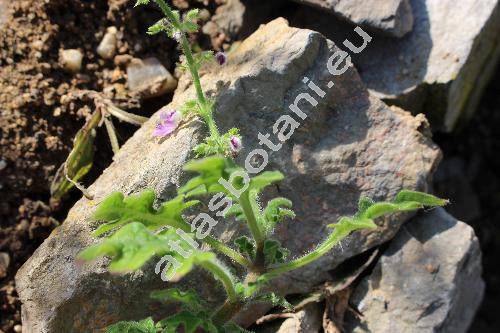 Plectranthus venteri van Jaarsv. et Hank. (Tetradenia, Iboza species)