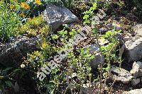 Plectranthus venteri van Jaarsv. et Hank. (Tetradenia, Iboza species)