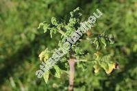 Plectranthus venteri van Jaarsv. et Hank. (Tetradenia, Iboza species)