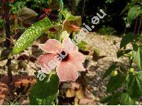 Thunbergia alata 'Spanish Eyes'