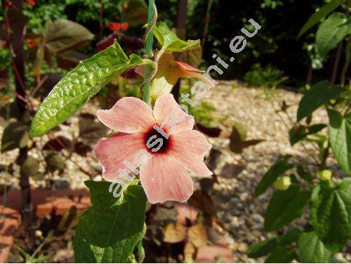 Thunbergia alata 'Spanish Eyes'