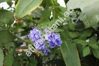 Rotheca myricoides (Hochst.) Steane et Mabb. (Clerodendrum myricoides (Hochst.) Br. ex Vatke, Spironema myricoides Hochst., Siphonanthus myricoides (Hochst.) Hiern)