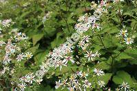 Aster divaricatus L. (Amellus, Aster excavatus Burg., Biotia macrophylla var. divaricata (L.) DC., Aster corybosus Sol., Eurybia divaricata (L.) Nels.)