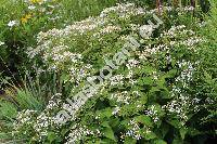 Aster divaricatus L. (Amellus, Aster excavatus Burg., Biotia macrophylla var. divaricata (L.) DC., Aster corybosus Sol., Eurybia divaricata (L.) Nels.)