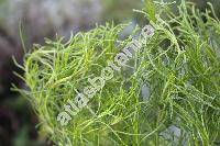 Santolina viridis 'Olivia' (Santolina viridis Willd.)