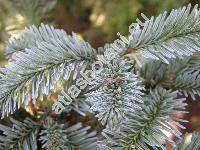 Abies procera Reh. (Picea nobilis (Douglas ex Don) Loud., Abies nobilis (Douglas ex Don) Lindl. nom. illeg.)