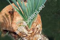 Boophone disticha (L. f.) Herb. (Amaryllis disticha L. f., Haemanthus ciliaris L., Boophone toxicaria (L. f. ex Ait.) Dietr.)