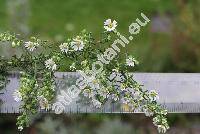 Aster ericoides 'Snow Flurry' (Symphyotrichum ericoides  'Snow Flurry')