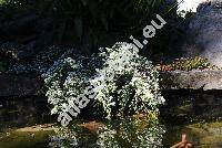 Aster ericoides 'Snow Flurry' (Symphyotrichum ericoides  'Snow Flurry')