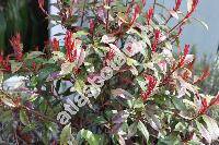 Photinia davidiana (Decne.) Card. (Stranvaesia davidiana Decne.)