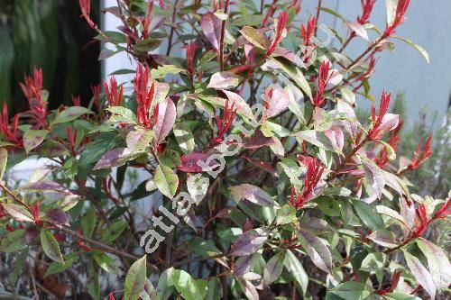 Photinia davidiana (Decne.) Card. (Stranvaesia davidiana Decne.)