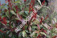 Photinia davidiana (Decne.) Card. (Stranvaesia davidiana Decne.)